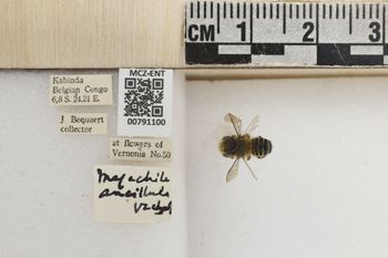 Media type: image;   Entomology 791100 Aspect: Labels